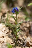 Aegonychon purpurocaeruleum