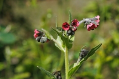 Cynoglossum montanum