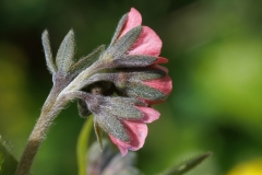 Cynoglossum montanum
