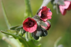 Cynoglossum montanum
