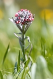 Cynoglossum magellense