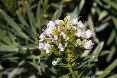 Echium brevirame