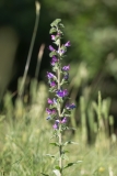 Echium vulgare