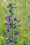 Echium vulgare