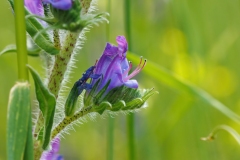 Echium vulgare