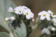 Heliotropium dolosum