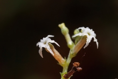 Heliotropium messerschmidioides