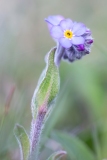 Myosotis arvensis