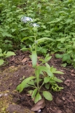 Myosotis latifolia