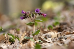 Pulmonaria cf. hirta