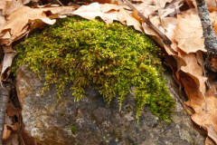 Brachythecium sp