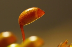 Brachythecium sp
