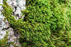 Homalothecium sericeum