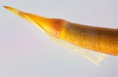 Homalothecium sericeum