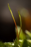 Homalothecium sericeum