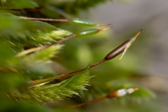 Homalothecium sericeum