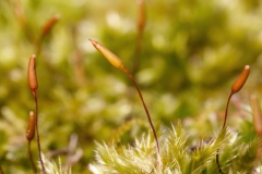Homalothecium sericeum