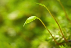 Homomallium incurvatum