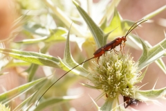 Braconidae