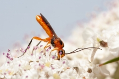 Braconidae (May 2010, 5 m asl, Lazio, Italy)