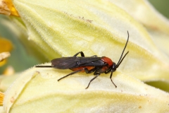 Braconidae