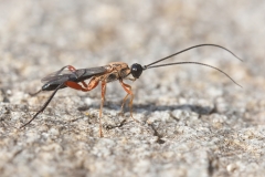 Macrocentrus sp