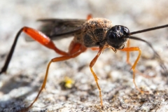 Macrocentrus sp