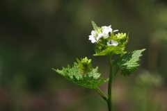 Alliaria petiolata