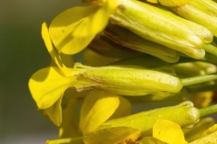 Alyssoides utriculata