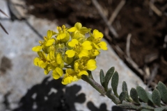 Alyssum diffusum