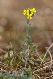 Alyssum diffusum