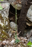 Arabis hirsuta