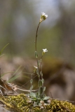 Arabis sp