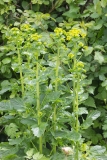 Barbarea bracteosa