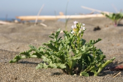 Cakile maritima