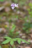 Cardamine bulbifera