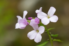 Cardamine bulbifera