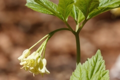 Cardamine enneaphyllos
