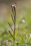 Cardamine hirsuta