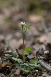 Cardamine hirsuta