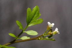 Cardamine hirsuta