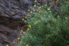 Descurainia millefolia