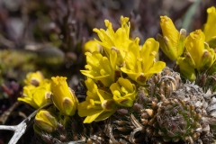 Draba aizoides