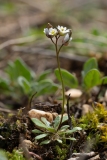 Draba verna