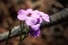 Erysimum virescens