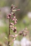 Hesperis laciniata
