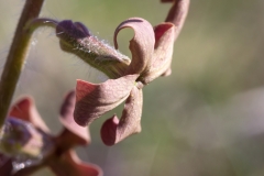 Hesperis laciniata