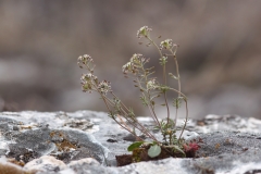 Hornungia petraea