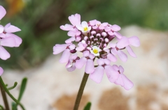 Iberis saxatilis