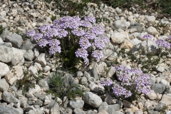 Iberis violacea